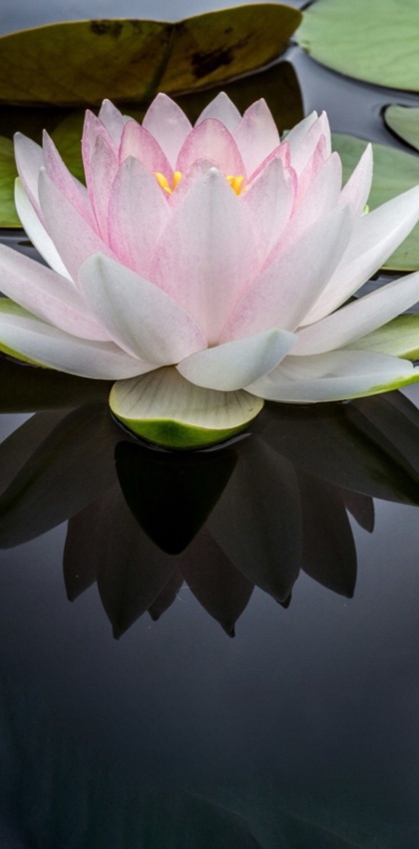 Speciális pigmentek