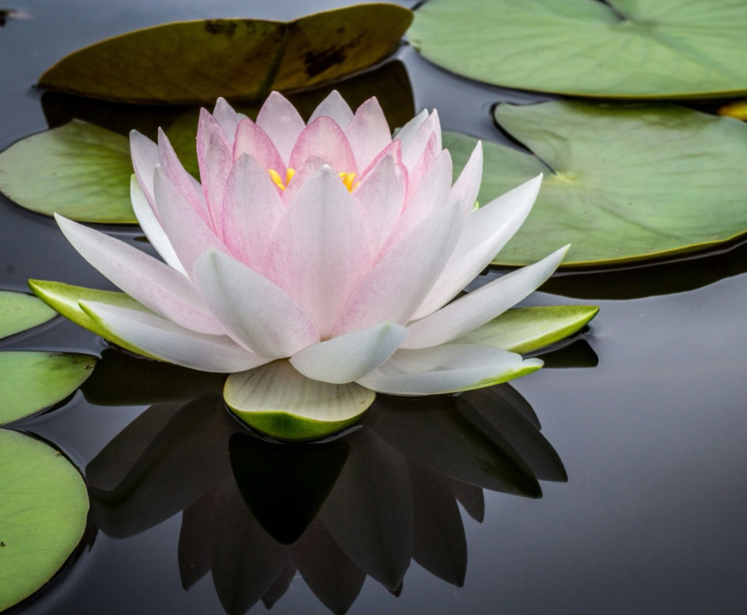 Speciális pigmentek